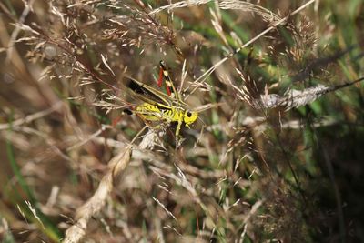 Close-up of insect on plant
