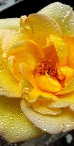 Close-up of water drops on yellow flower