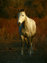 Horse standing on field.