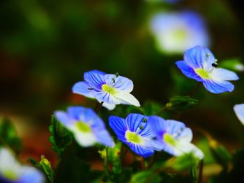 Close-up of purple flowering plants