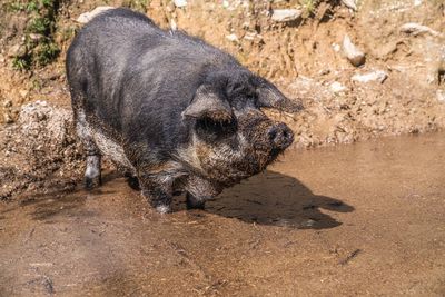 Big fat dirty pig in mud searching for food