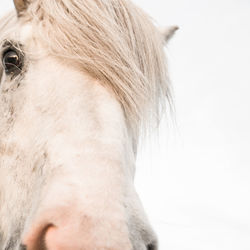 Close-up of horse against white background