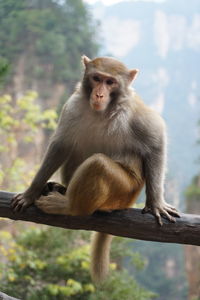 Monkey sitting on tree in forest