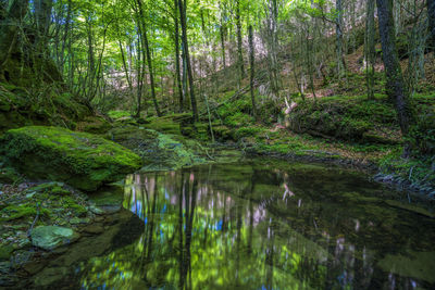 Scenic view of lake in forest