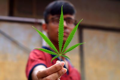 Portrait of young man holding marijuana leaves 