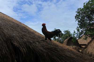 Low angle view of horse on land against sky