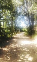 Road passing through forest