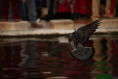 Close-up of bird flying