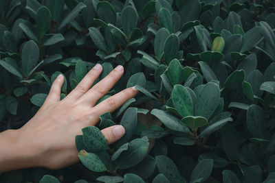 Close-up of hand touching leaves