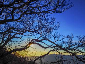 Low angle view of silhouette tree against sky