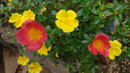 Close-up of fresh yellow flowers blooming in garden