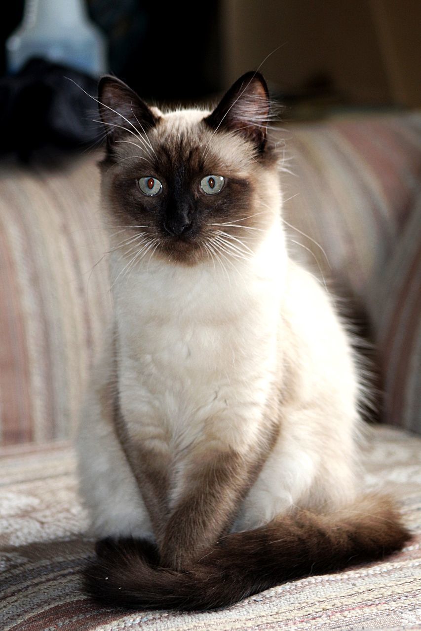 domestic cat, feline, pets, domestic animals, one animal, animal themes, mammal, whisker, cat, looking at camera, portrait, sitting, focus on foreground, home interior, indoors, no people, siamese cat, close-up, day