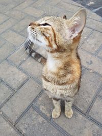 High angle view of cat sitting outdoors