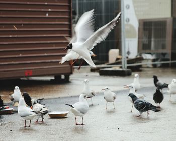 Flock of birds