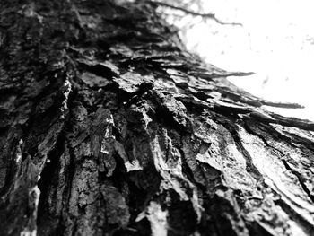 Close-up of tree trunk