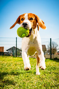 Close-up of a dog on field