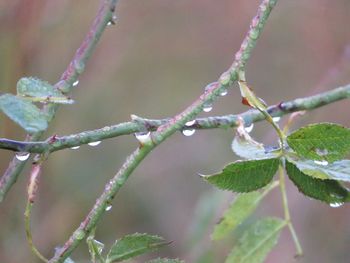 Close-up of frozen plant