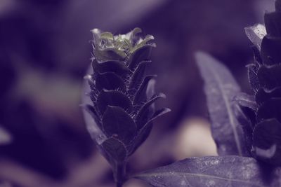 Close-up of purple flowering plant