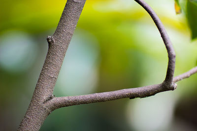 Close-up of branch