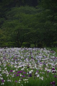 Purple flowering plants on field