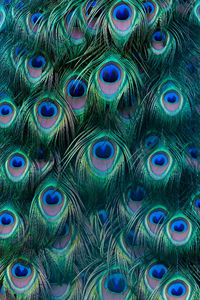 Full frame shot of peacock feathers
