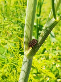 Close-up of insect on leaf