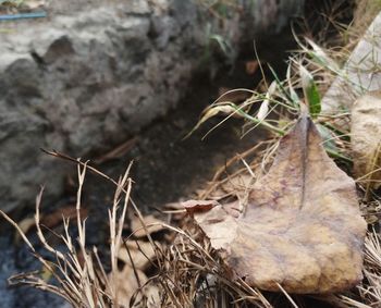 Close-up of dry plant on field