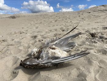 View of crab on beach