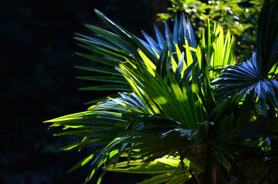 Close-up of palm tree leaves