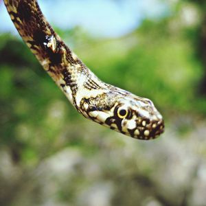 Close up of an animal