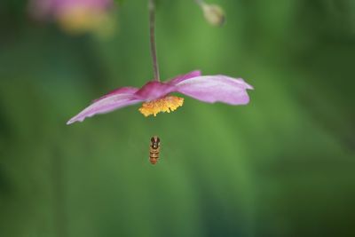 flowering plant