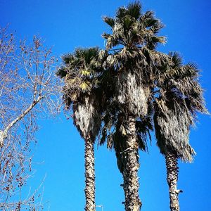 Low angle view of tree against blue sky