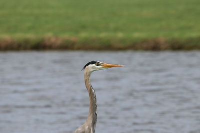 Gray heron on a lake