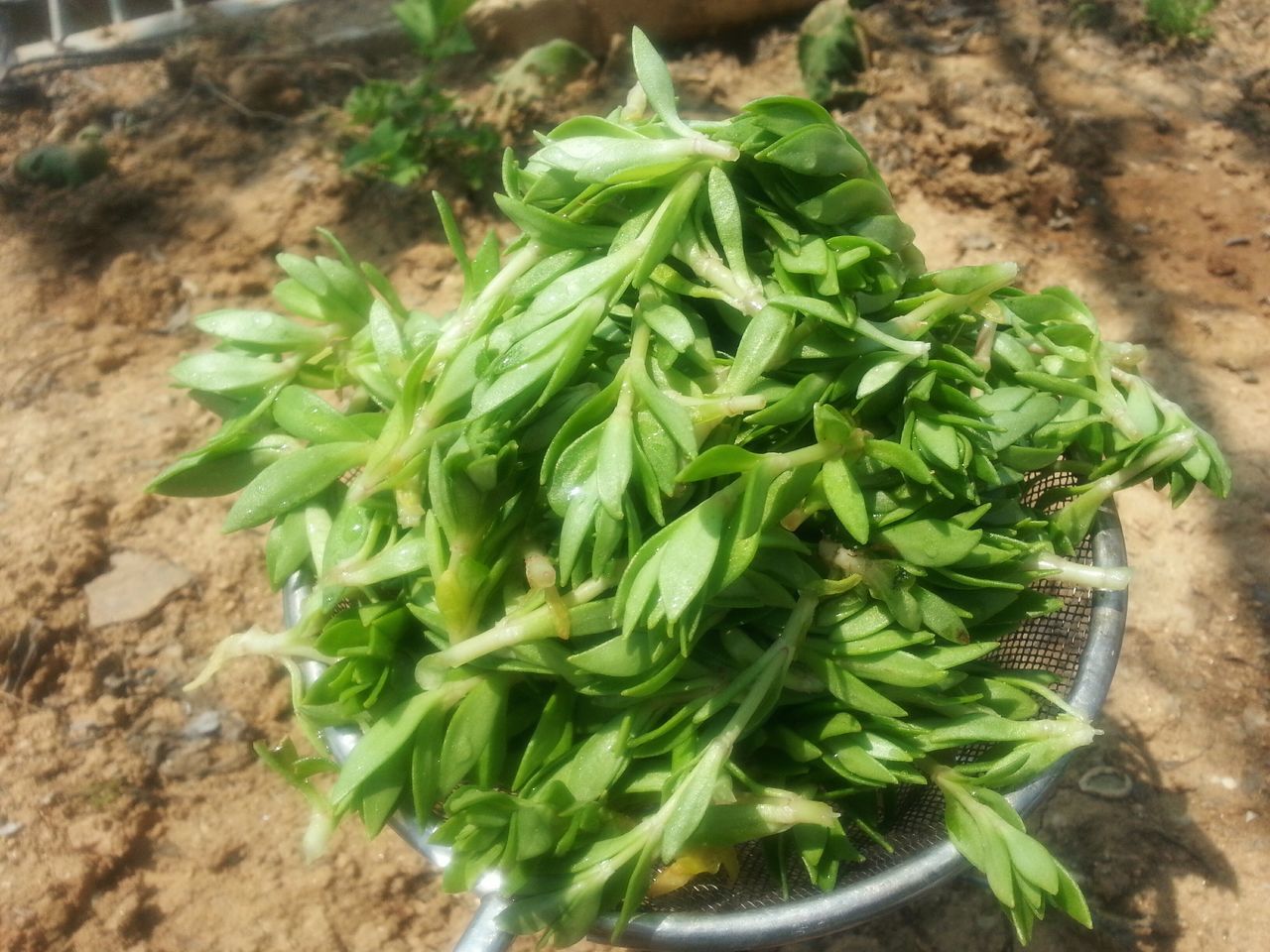 green color, leaf, plant, growth, potted plant, close-up, freshness, growing, high angle view, nature, green, no people, day, outdoors, vegetable, selective focus, beauty in nature, focus on foreground, cactus, sunlight