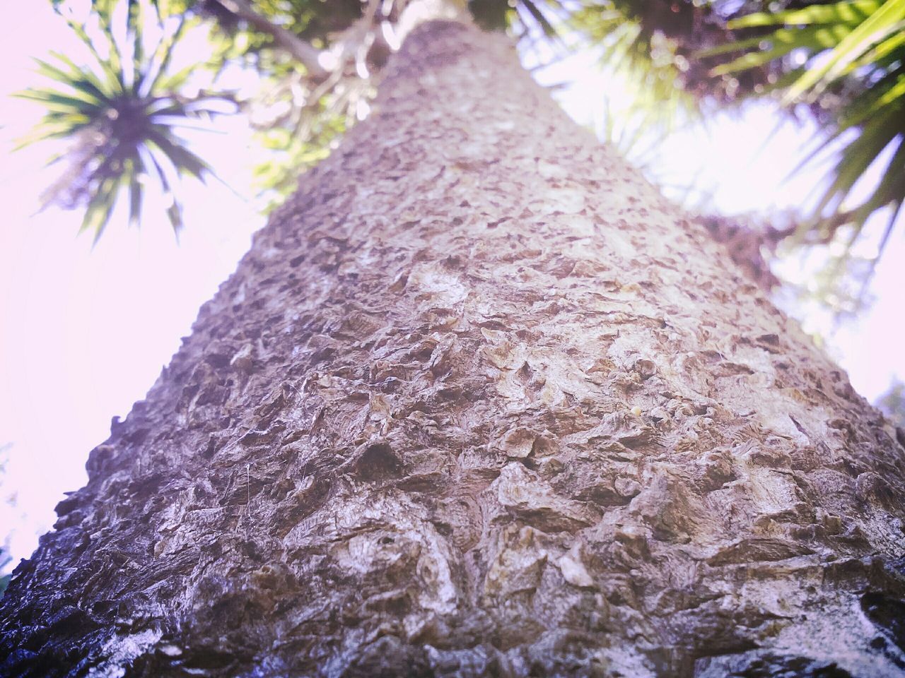 tree, low angle view, growth, tree trunk, nature, tranquility, textured, beauty in nature, close-up, day, branch, outdoors, sky, no people, focus on foreground, bark, sunlight, rough, forest, scenics