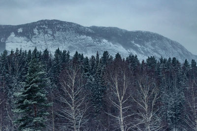 Pine trees on snowcapped mountains against sky