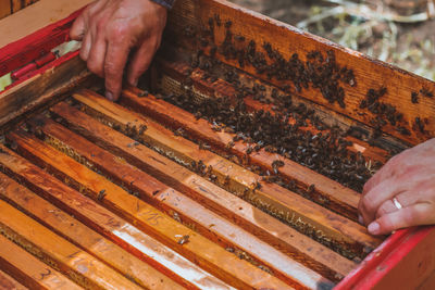 Close up of man opening beehive full of honey frames