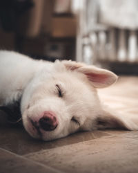 Baby husky mixed