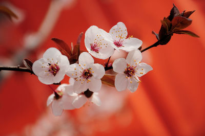Close-up of cherry blossom