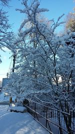 Snow covered tree against sky