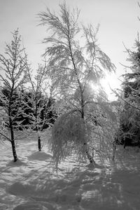 Bare trees on snow covered landscape