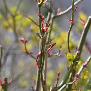 Close-up of red berries on tree