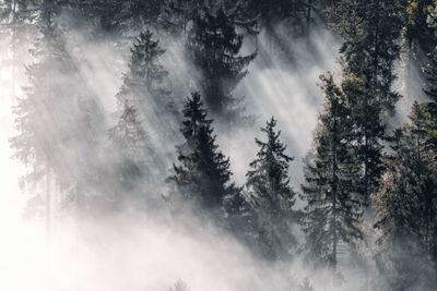 Pine trees in forest amidst fog