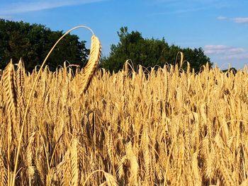 Crops growing on field against sky