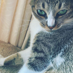 Close-up portrait of a cat