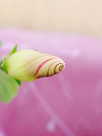 Close-up of lotus flower growing outdoors