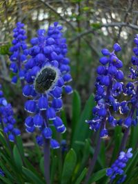 Close-up of blue pollinating on purple flowering plants