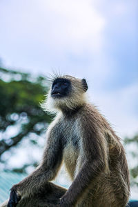 Low angle view of sitting looking away against sky