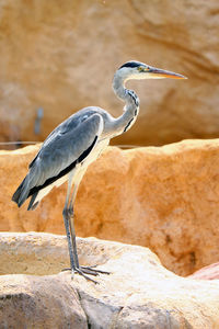 Close-up of gray heron perching on rock