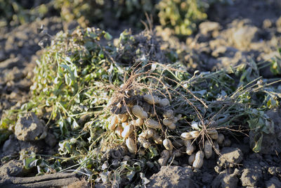 High angle view of plants growing on field